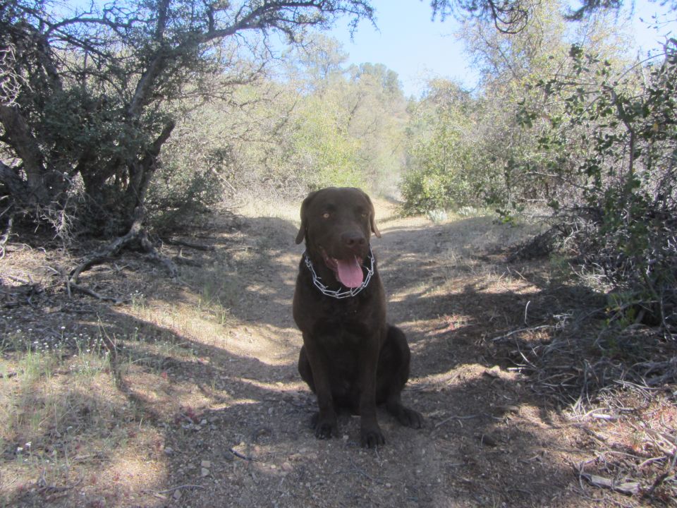 Chocolate labrador retriever dog with a metal chain collar sits on a dirt path in a wooded area