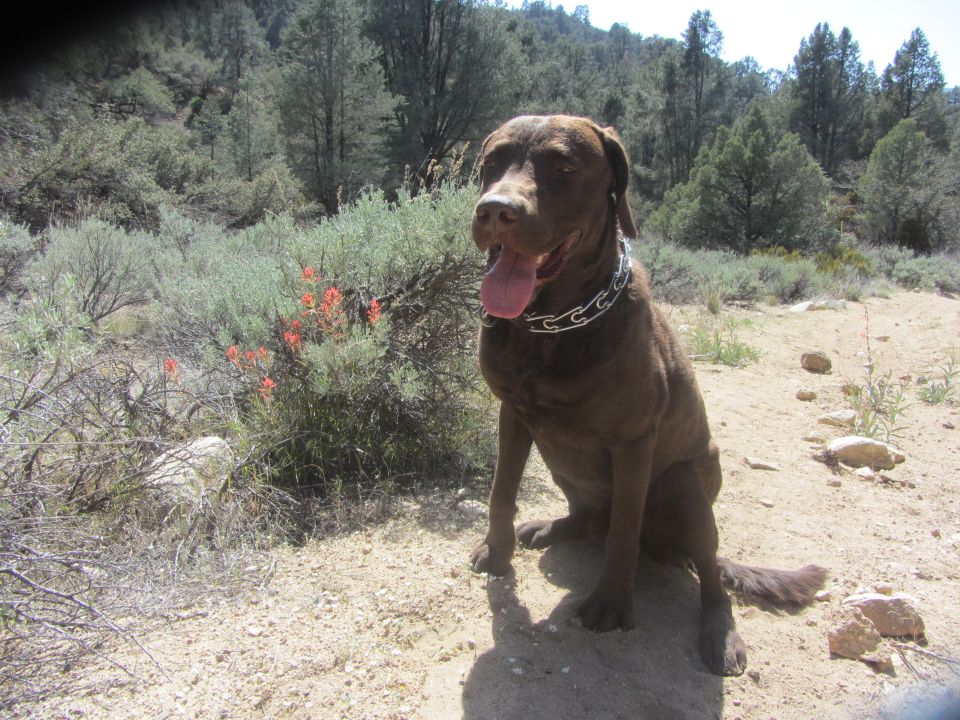 Brown dog with a metal chain collar sits on dirt with bushes and trees in the background