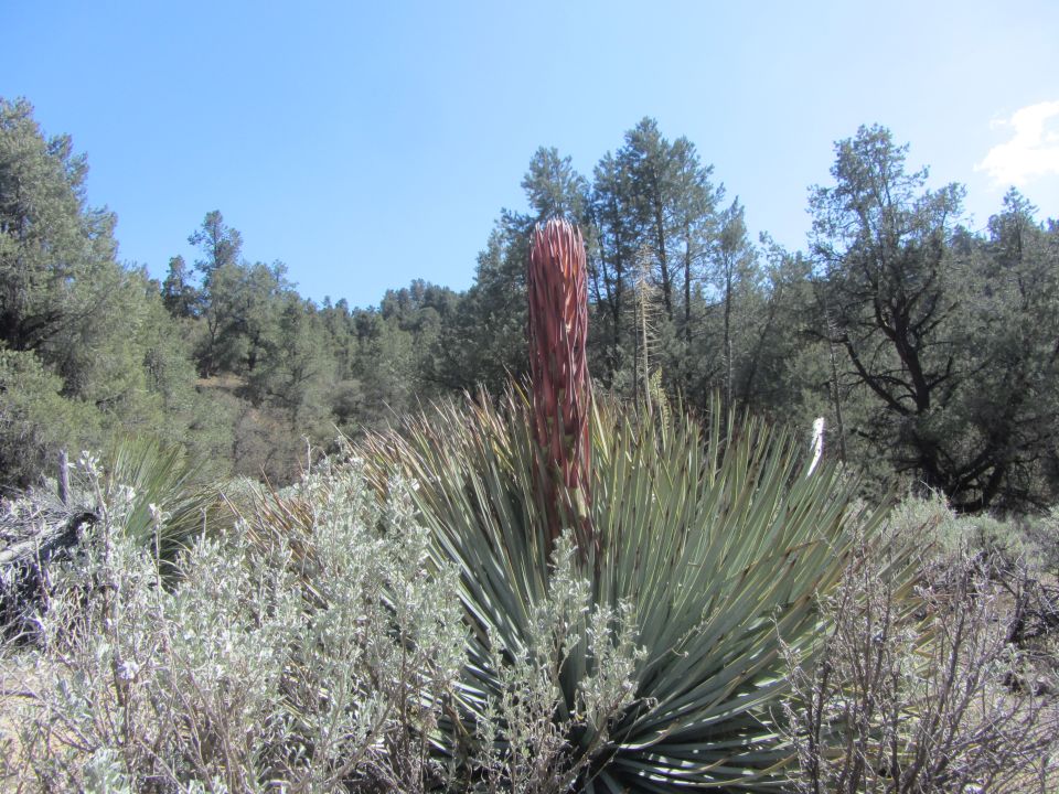 Yucca plant with a tall red flower stalk in a dry, wooded landscape