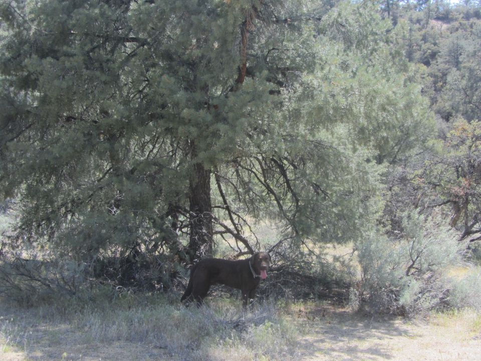 Brown dog standing in dry grass under a large tree with sparse foliage