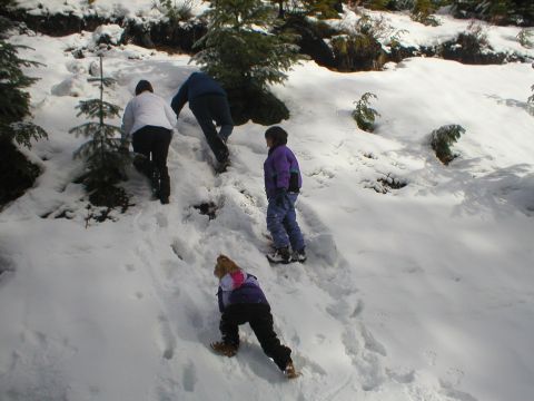 1978 Ford Bronco - Several people ascend a snow-covered slope dotted with evergreen trees.