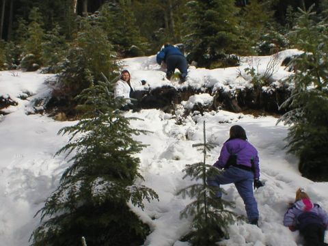 1978 Ford Bronco - People navigate a snow-covered slope in a wooded area during winter.
