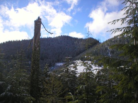 1978 Ford Bronco - A dead tree stump stands in a snowy forest under a partly cloudy sky.