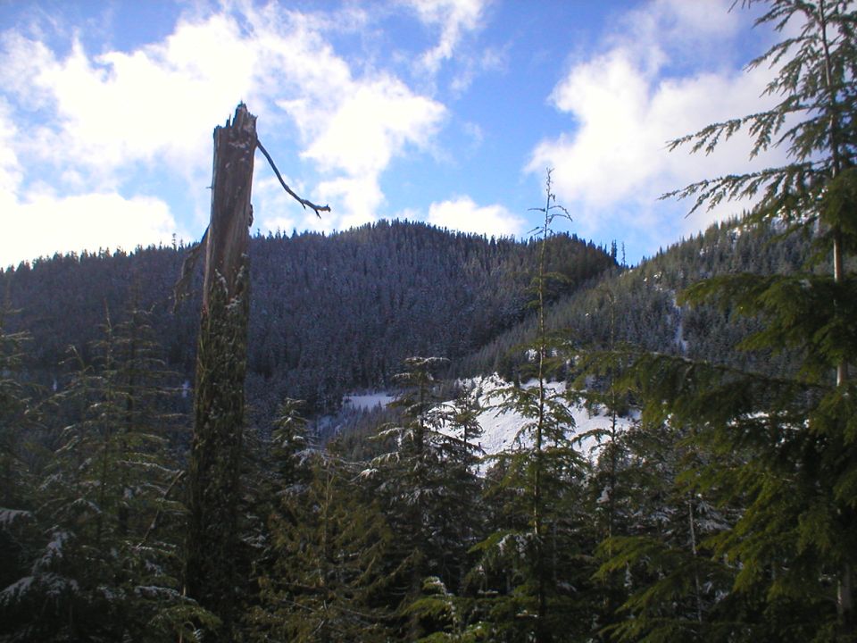 Dead tree stump in foreground with snowy forest and mountains in background