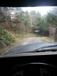 1979 Ford Bronco - A view from inside a vehicle looking out at a road and trees, with a small airplane flying overhead.