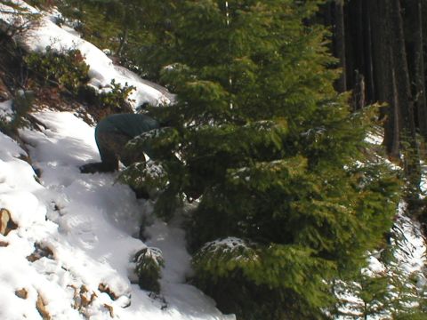 1978 Ford Bronco - A person is partially obscured by a pine tree while kneeling in the snow on a wooded hillside.