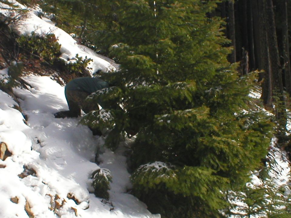 Person kneeling in snow next to a pine tree on a wooded slope