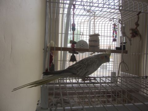 1968 Ford Mustang - A cockatiel with a yellow crest sits inside its cage, looking to the right.