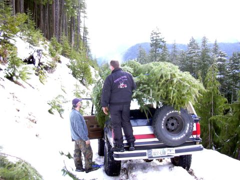 1991 Ford Bronco - Uh, hey Tony, these trees are bigger than I had planned.