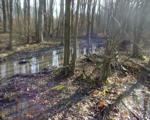 1985 Ford F-150 - A muddy path winds through a dense forest with bare trees and fallen leaves.