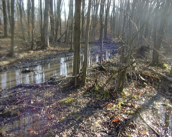 Water-filled mud hole along a rutted trail in bare winter woods