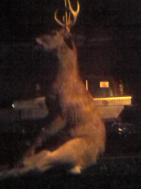 1979 Ford Bronco - A deer is hoisted up at night, with a blurry background of lights and structures.