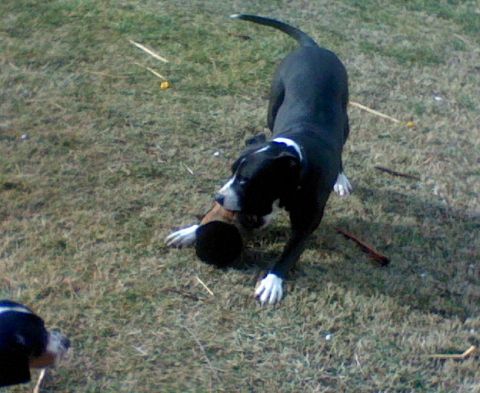 1979 Ford Bronco - Two dogs are playing with a toy in a grassy outdoor area.