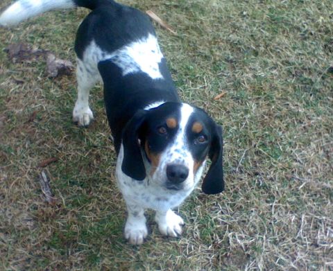 1979 Ford Bronco - A black and white dog with brown markings on its face stands on a patch of dry grass.