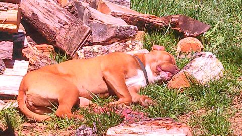 1979 Ford Bronco - A dog rests in the grass next to a pile of firewood on a sunny day.
