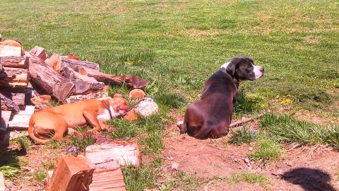 1979 Ford Bronco - Two dogs relax outdoors near a stack of firewood on a sunny day.