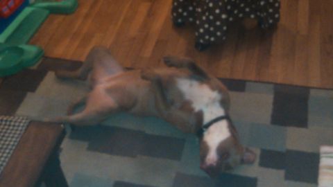 1979 Ford Bronco - A dog is relaxing on the floor, showing its belly.