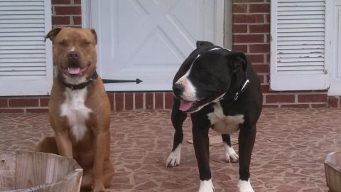 1979 Ford Bronco - Two dogs are on a porch in front of a house. One dog is brown and the other is black and white.
