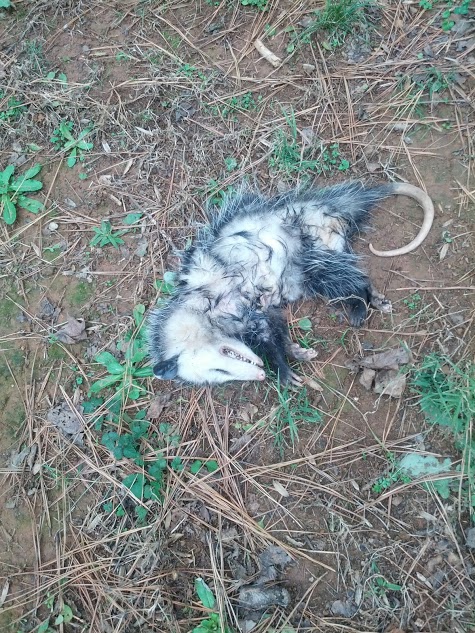 1979 Ford F-150 - A dead opossum lies on the ground, its body partially obscured by dirt and pine needles.
