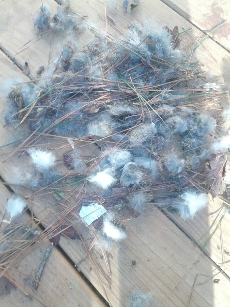 1979 Ford F-150 - A collection of fluff and pine needles rests on a weathered wooden surface.