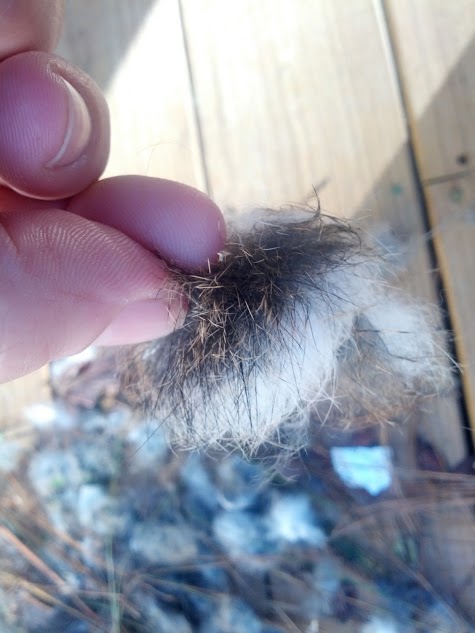 1979 Ford F-150 - A clump of fur and debris is held between fingers against a wooden background.