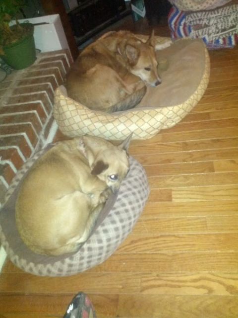 1979 Ford F-150 - Two dogs are resting comfortably in their beds, one on a patterned bed and the other on a tan bed.