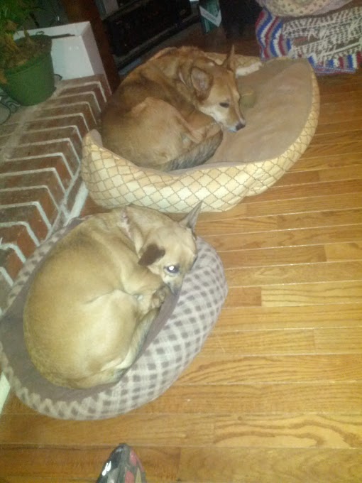 Two dogs curled up asleep in their beds on a wooden floor next to a brick hearth