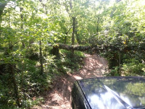 1995 Ford Bronco - A black SUV navigates a narrow dirt path through a dense forest, passing under a large fallen tree.