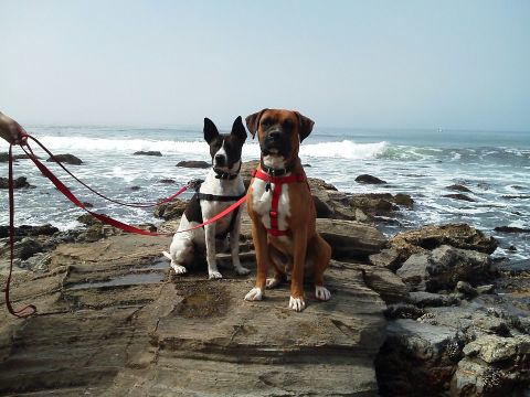 1988 Ford Bronco - Two dogs are leashed and sitting on rocks near the ocean waves.