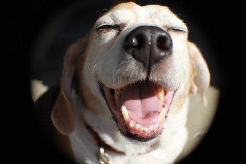 1968 Ford Bronco - A close-up of a happy dog's face, with its tongue visible and eyes shut against the bright sun.