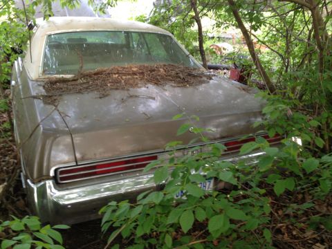 1988 Ford Bronco - This abandoned sedan, partially obscured by plants, shows signs of neglect with debris on its roof.