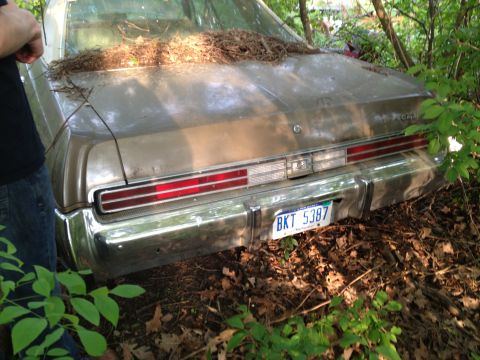 1988 Ford Bronco - This old sedan is overgrown with vegetation and appears to be abandoned in a wooded area.