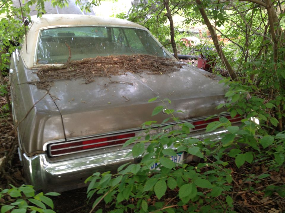 Rear view of an old car overgrown with vegetation, leaves piled on the trunk