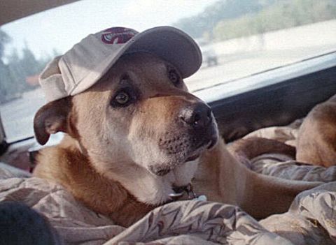 1990 Ford Bronco - BroncoDog Ollie, on the road.