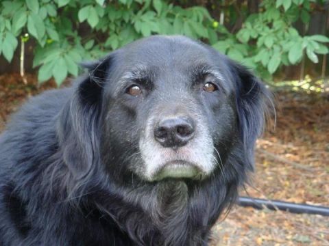 1988 Ford Bronco - A black dog with a graying muzzle looks at the camera, with foliage in the background.