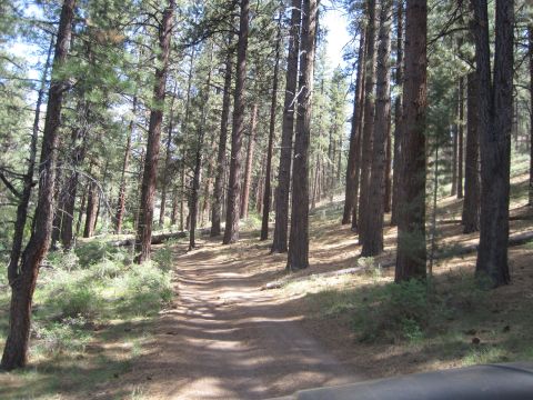 1989 Ford Bronco - A dirt path leads through a sun-dappled pine forest.