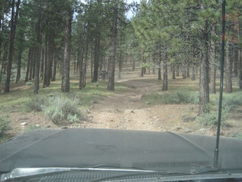 1989 Ford Bronco - Driving on a dirt road through a forest with tall pine trees.