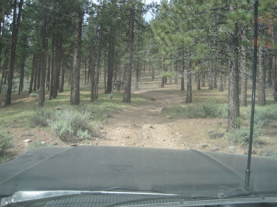 Dirt road winding through a dense pine forest, seen from the dashboard of a vehicle