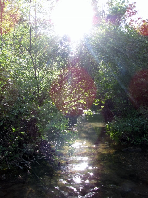 1992 Ford Explorer - A sun-dappled creek flows through a wooded area, with lush green foliage surrounding the water.