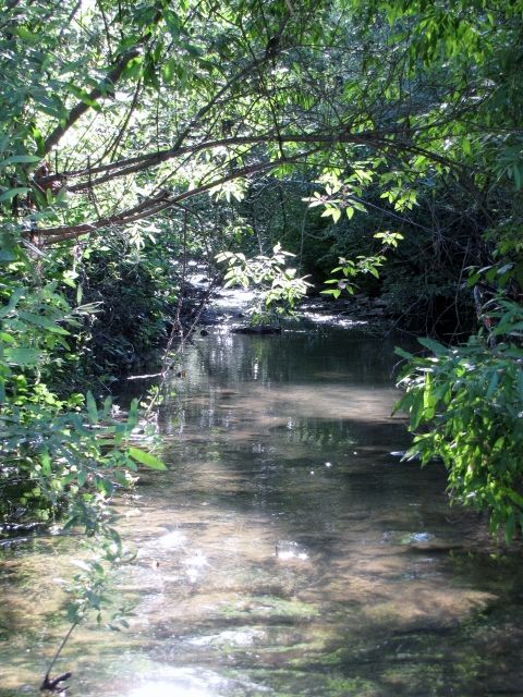 1992 Ford Explorer - A tranquil creek winds through a lush, green forest, dappled with sunlight.