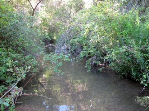 1992 Ford Explorer - A creek winds through a wooded area with lush green foliage and trees.