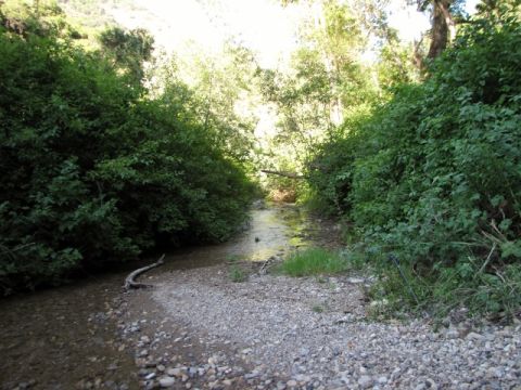 1992 Ford Explorer - A natural scene of a creek bed surrounded by lush vegetation and trees, with a fallen log obstructing the water flow.