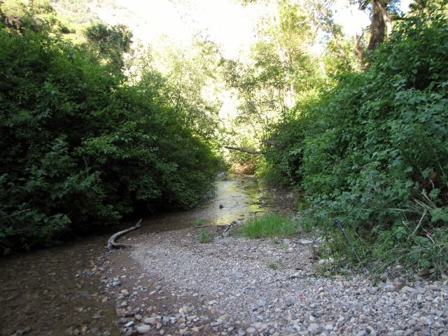 Gravelly creek bed with dense green bushes and trees on either side, a fallen log across the water