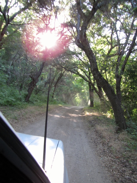 1992 Ford Explorer - Driving down a dusty, tree-lined dirt road with the sun shining through the branches.