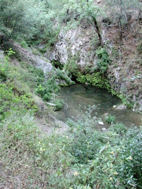 1992 Ford Explorer - A natural scene with a pool of water surrounded by dense vegetation, a watermark at the bottom right.