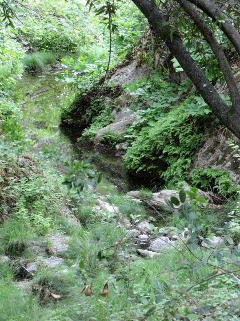 1992 Ford Explorer - A natural scene of a creek flowing through a rocky, overgrown area with trees.