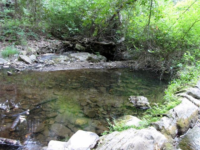 Creek with rocks and trees, water reflects green foliage