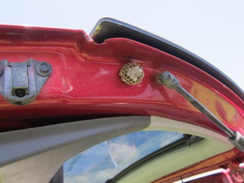 2001 Ford Crown Victoria - A wasp nest has formed on the interior of a car's trunk lid.