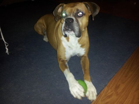 1986 Ford Bronco - A boxer dog rests on a dark carpet, holding a green ball between its paws.