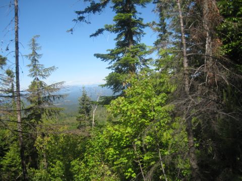 2005 Jeep Wrangler - A view of a forest and distant mountains under a clear blue sky.